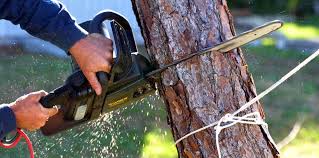 Best Fruit Tree Pruning  in Geneva, WA