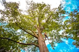 Best Arborist Consultation Services  in Geneva, WA