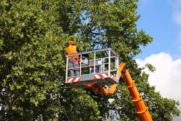 Best Emergency Tree Removal  in Geneva, WA