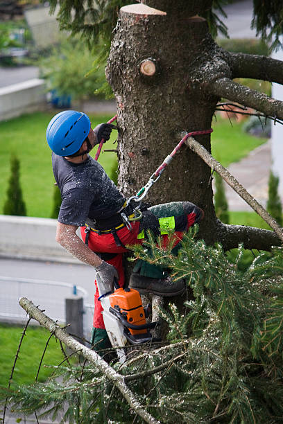 Best Leaf Removal  in Geneva, WA