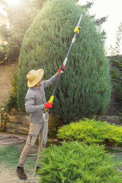 How Our Tree Care Process Works  in  Geneva, WA