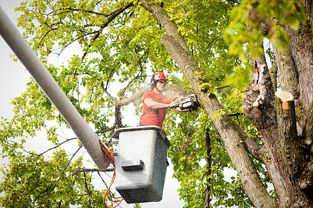 Best Seasonal Cleanup (Spring/Fall)  in Geneva, WA